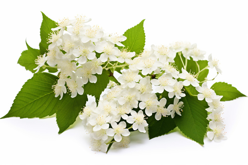 kwiat bzu Elderflower